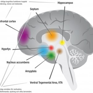hjärna